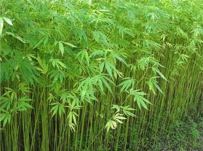 麻是什么，麻織物的分類及特點